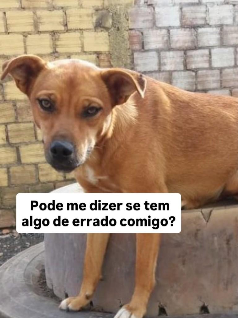 Milena, cadela de porte médio para adoção em Fazenda Rio Grande - PR