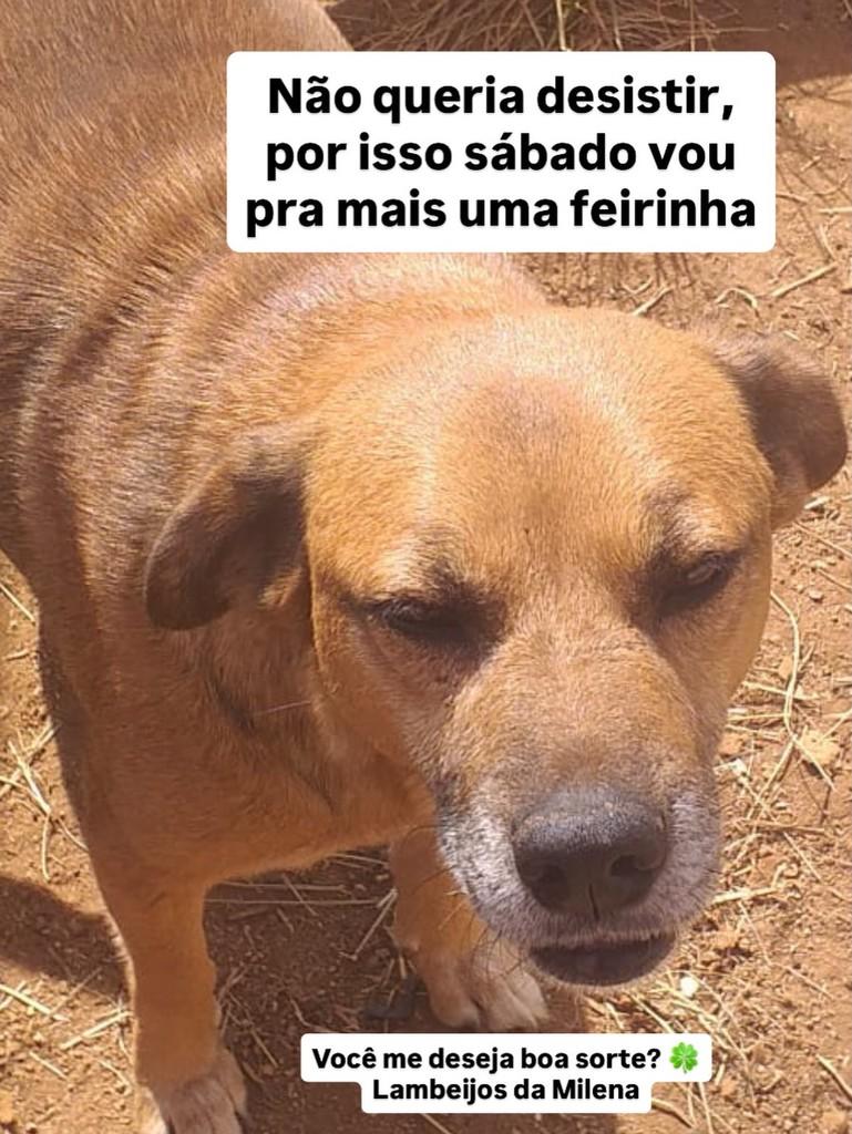Milena, cadela de porte médio para adoção em Fazenda Rio Grande - PR — foto 2 de 2