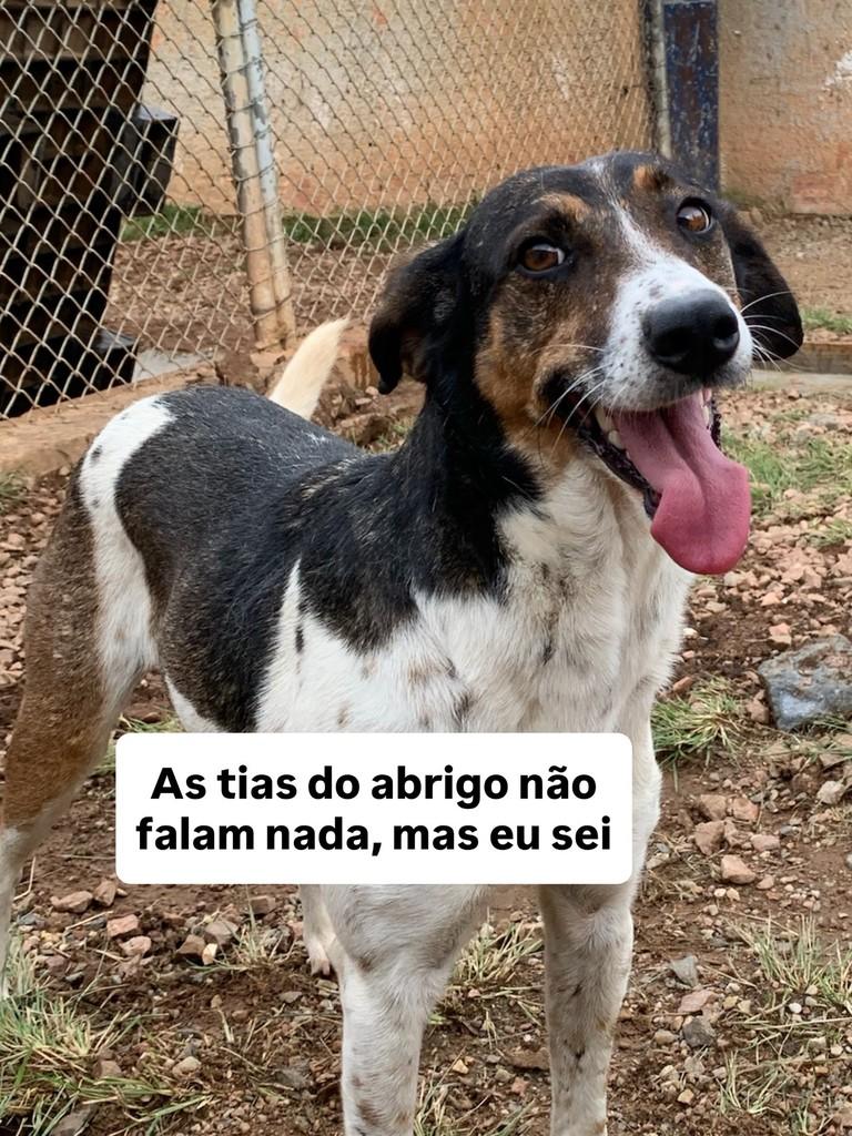 Minnie, cadela de porte médio para adoção em Fazenda Rio Grande - PR