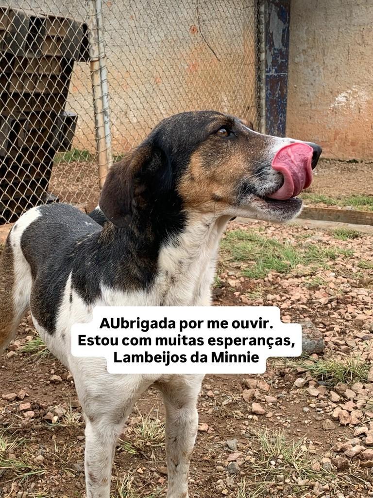 Minnie, cadela de porte médio para adoção em Fazenda Rio Grande - PR — foto 2 de 2