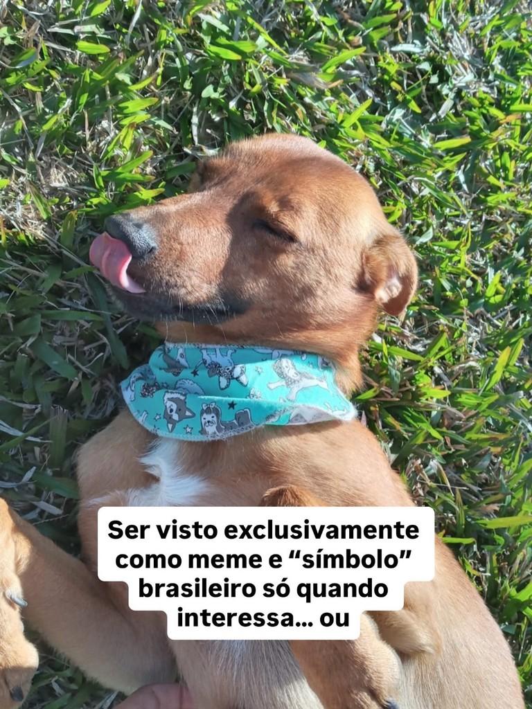 Bill, cachorro de porte pequeno para adoção em Fazenda Rio Grande - PR