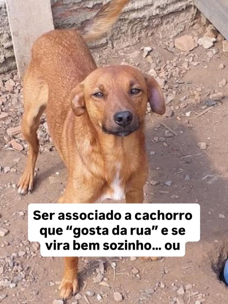 Bill, cachorro de porte pequeno para adoção em Fazenda Rio Grande - PR — foto 2 de 3
