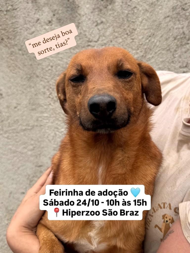 Bill, cachorro de porte pequeno para adoção em Fazenda Rio Grande - PR — foto 3 de 3