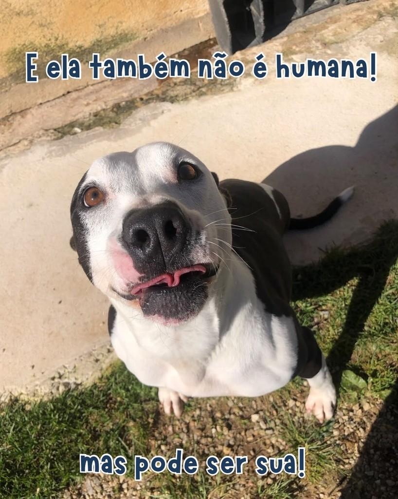 Moana, cadela de porte médio para adoção em Fazenda Rio Grande - PR