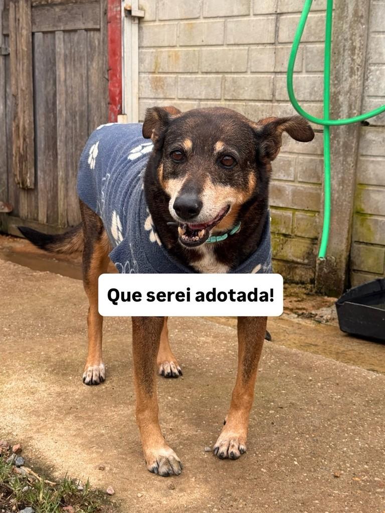 Lupita, cadela de porte médio para adoção em Fazenda Rio Grande - PR