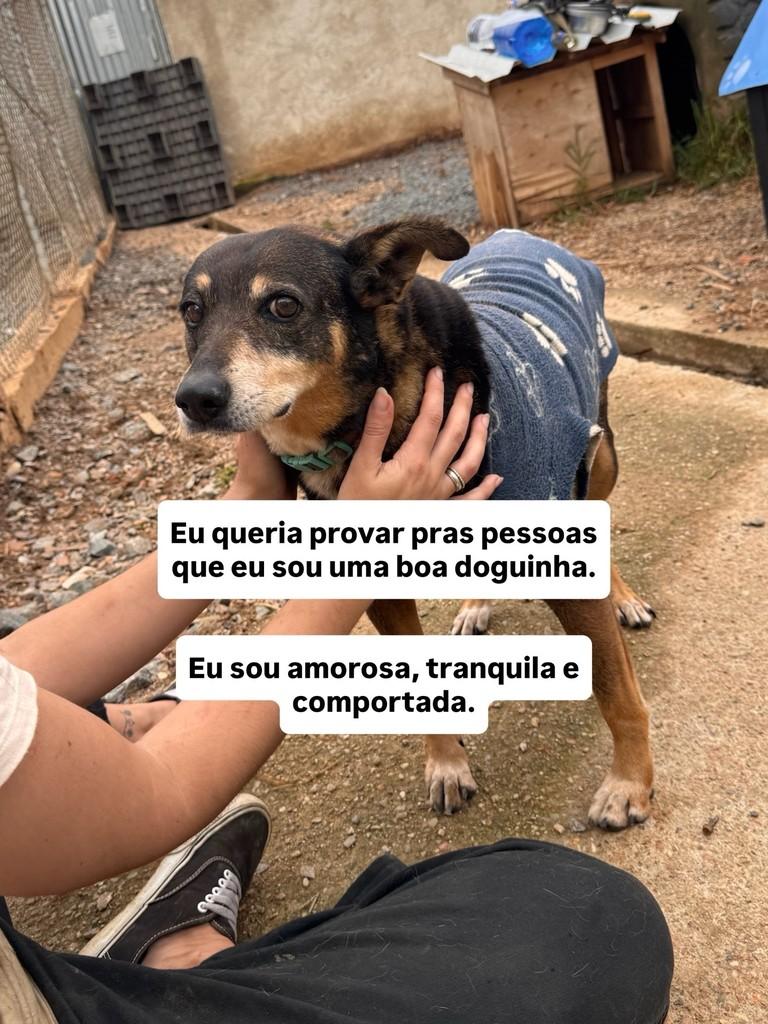 Lupita, cadela de porte médio para adoção em Fazenda Rio Grande - PR — foto 2 de 6