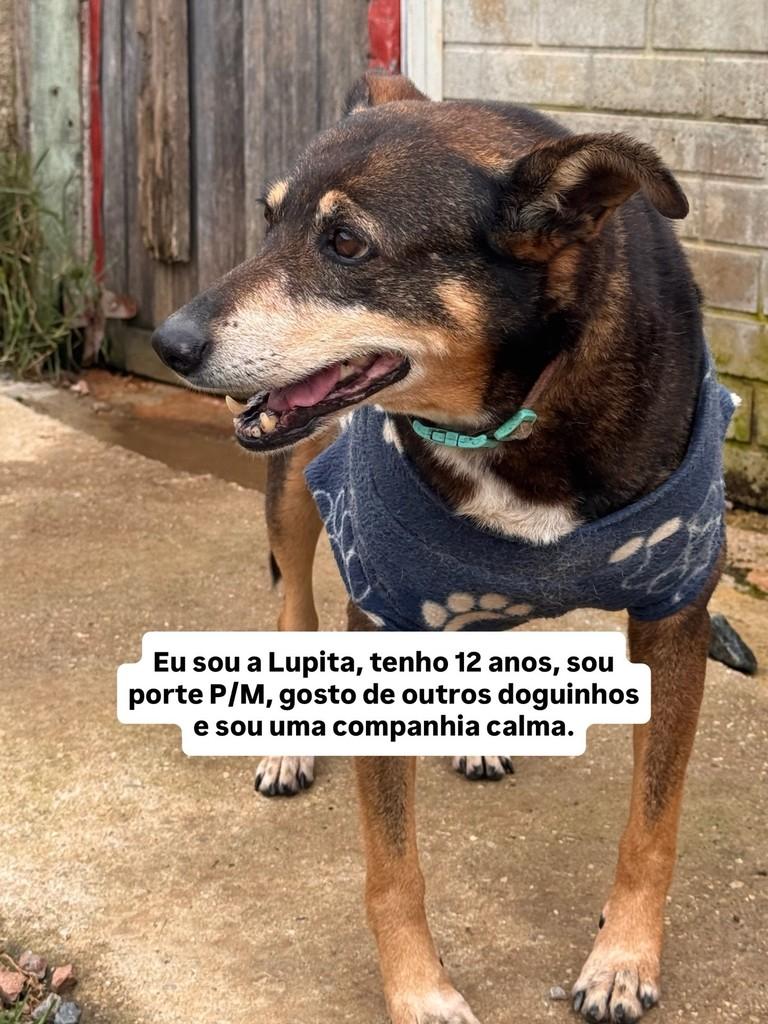Lupita, cadela de porte médio para adoção em Fazenda Rio Grande - PR — foto 5 de 6