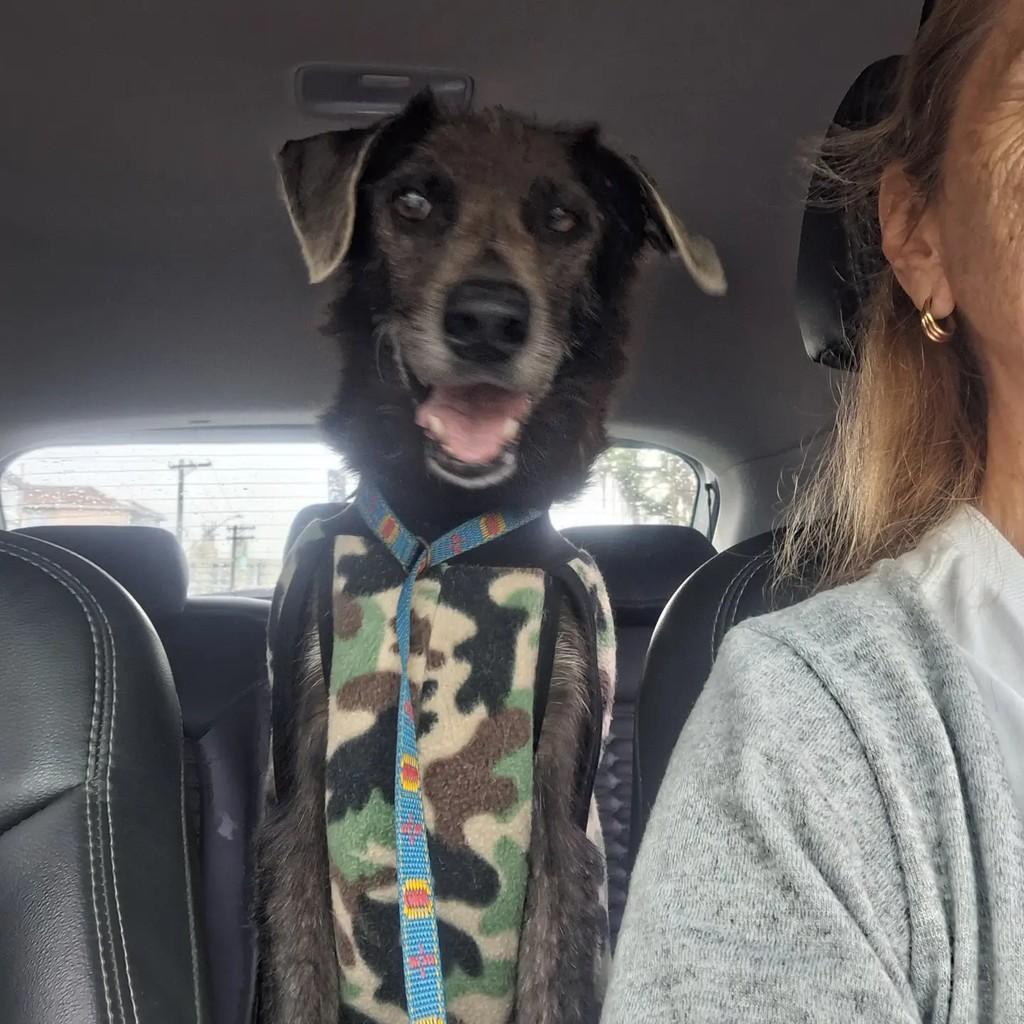Hut, cachorro de porte médio para adoção em Santos - SP