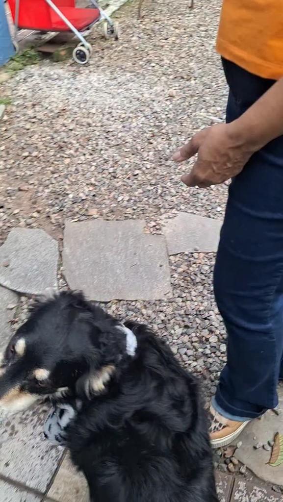 Júlia, cachorro de porte médio para adoção em Santos - SP
