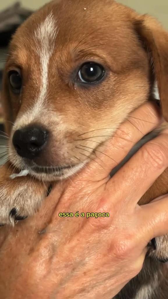 Paçoca, cachorro para adoção em Santos - SP