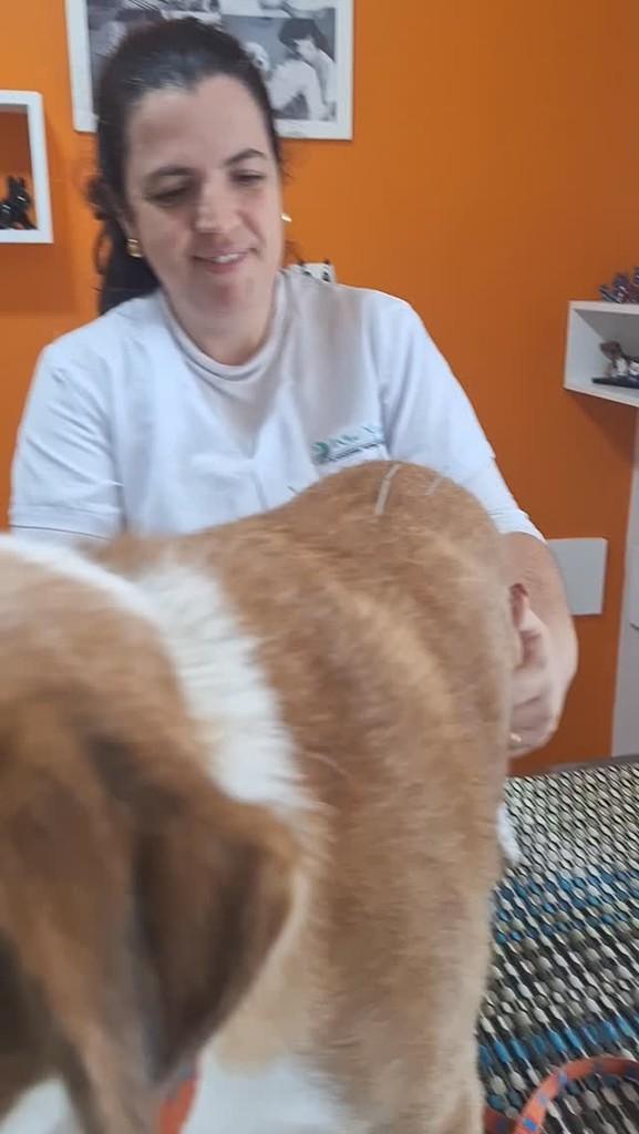 Pedro, cachorro de porte médio para adoção em Santos - SP