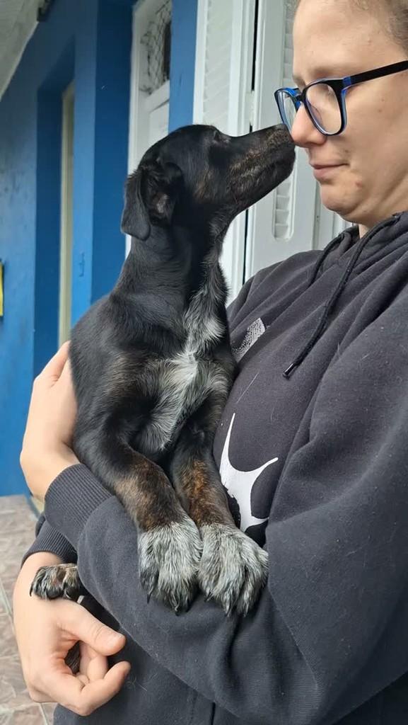 Julieta, cachorro de porte pequeno para adoção em Santos - SP