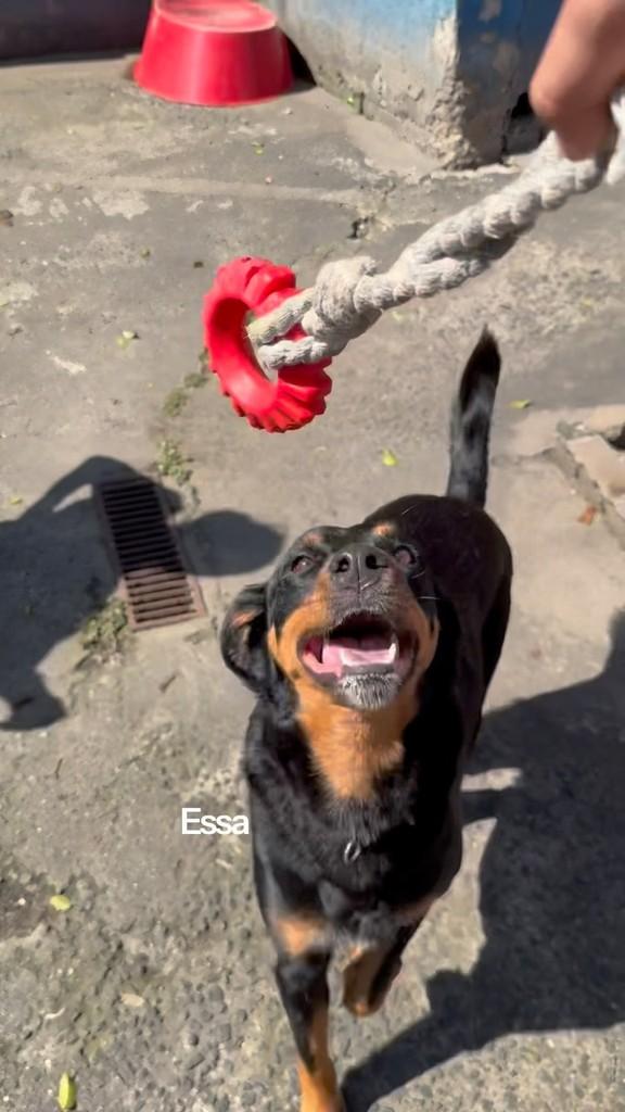 Atena, cachorro de porte grande para adoção em Santos - SP