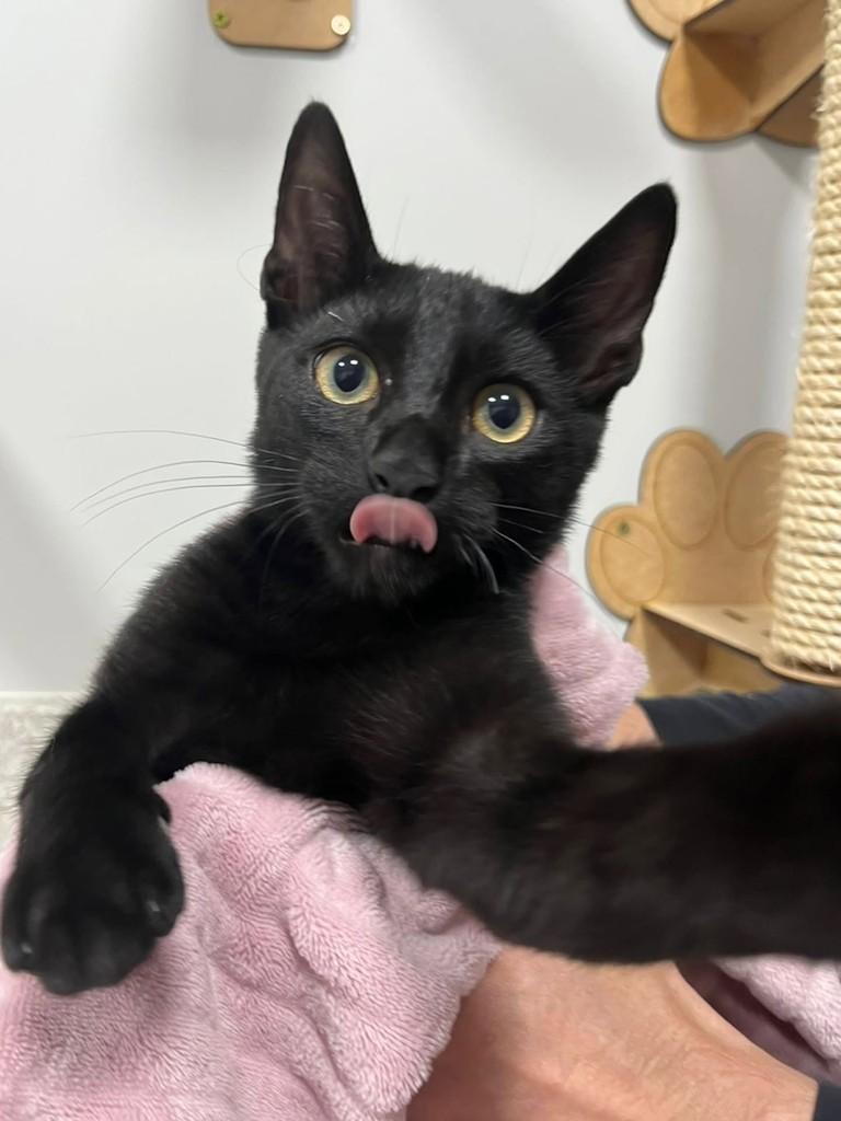 Gatopreto, gato de porte pequeno para adoção em Pato Branco - PR