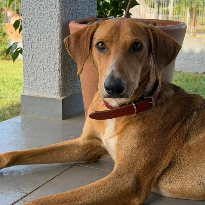 Pernalonga, cachorro de porte grande para adoção em Pato Branco - PR
