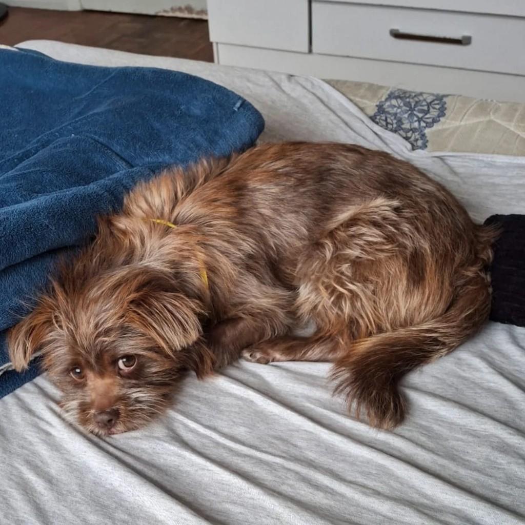 Alfredo, cachorro de porte médio para adoção em Pato Branco - PR