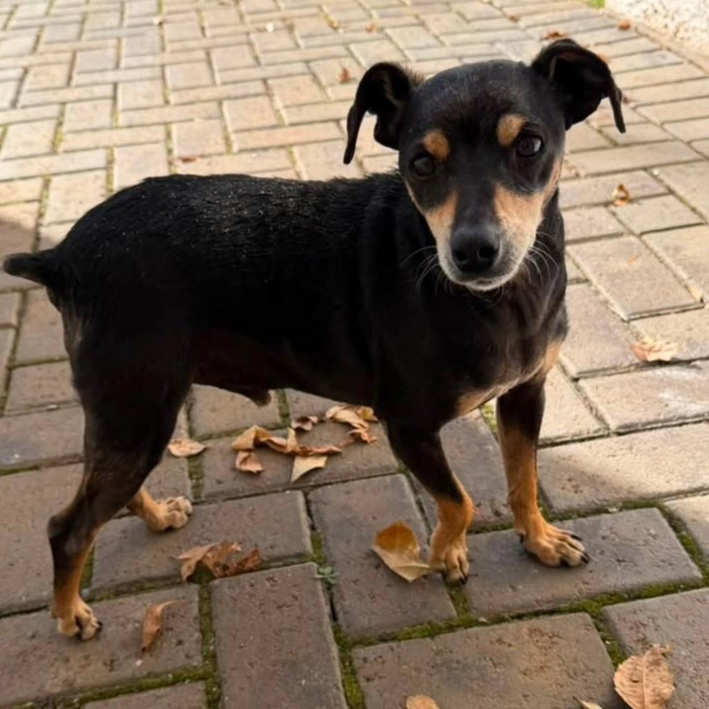 Senhorzinho, cachorro de porte pequeno para adoção em Pato Branco - PR