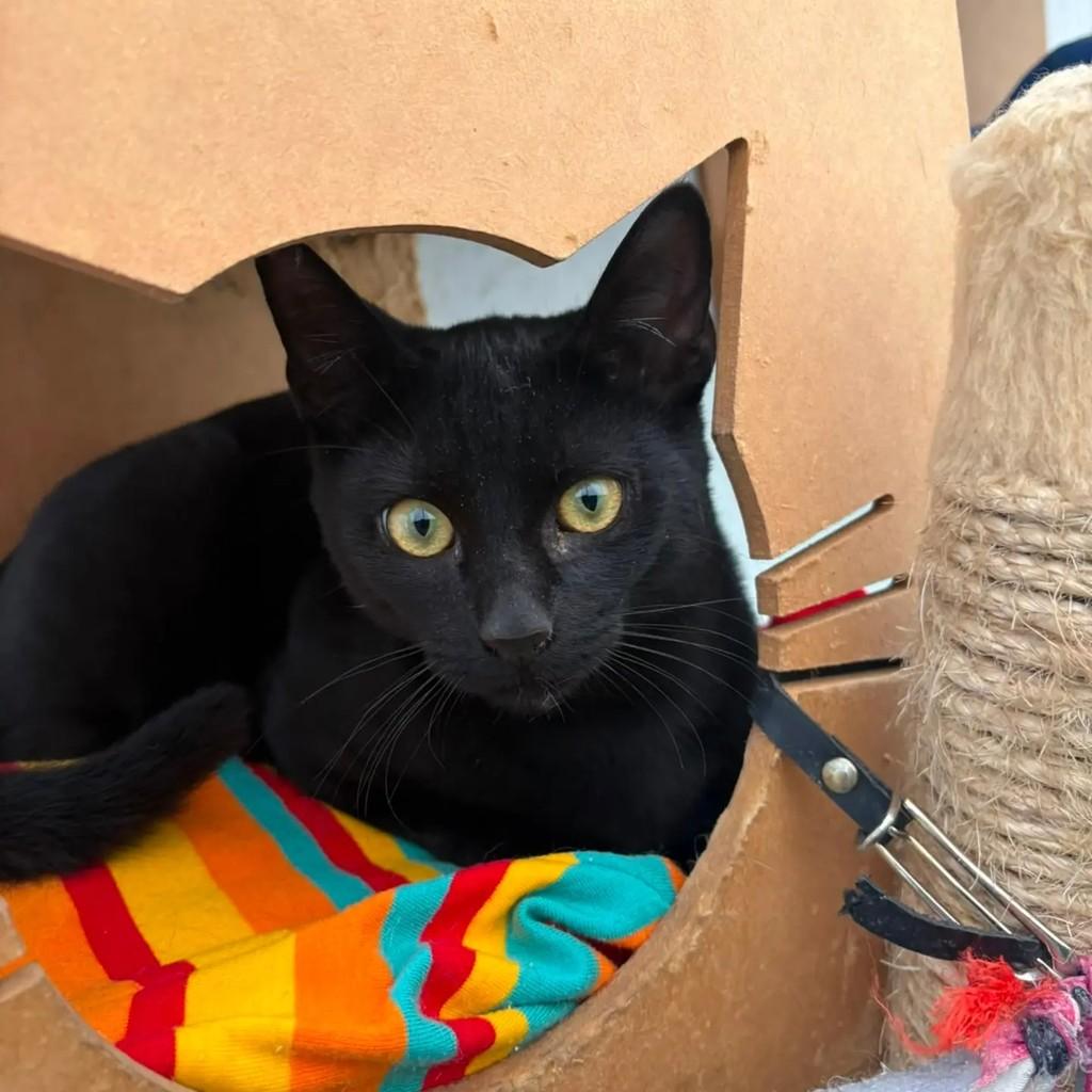 Batman, gato de porte pequeno para adoção em Pato Branco - PR