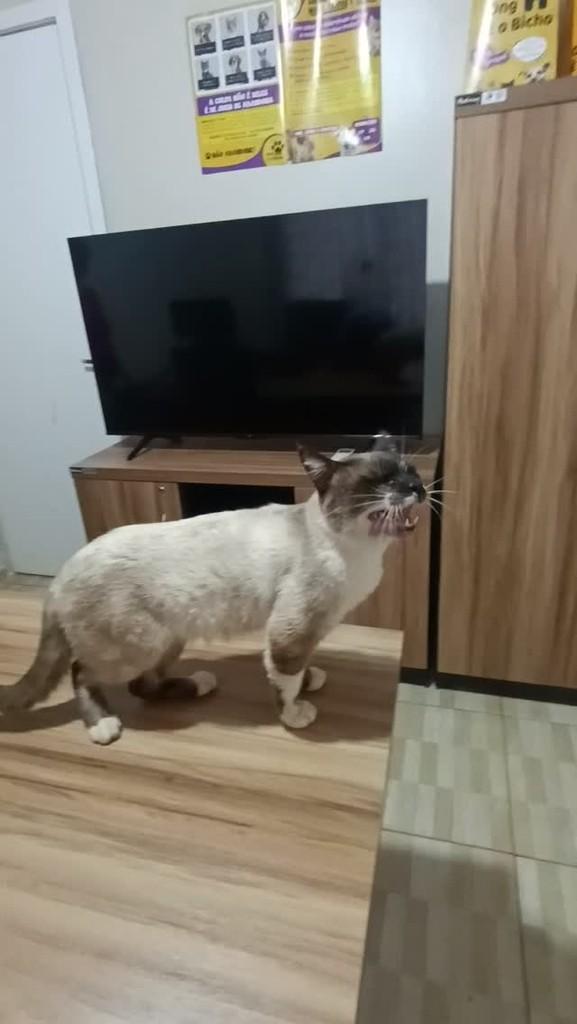 Rua Arassuai, gato de porte médio para adoção em Pato Branco - PR