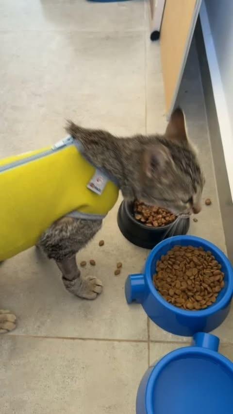 Bia, gata para adoção em Pato Branco - PR