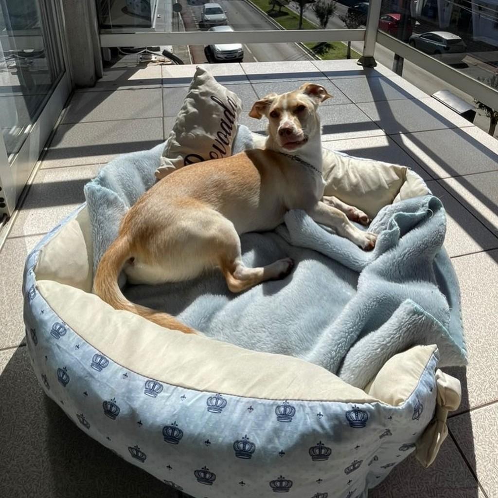 Revoada, cachorro de porte pequeno para adoção em Catanduvas - SC