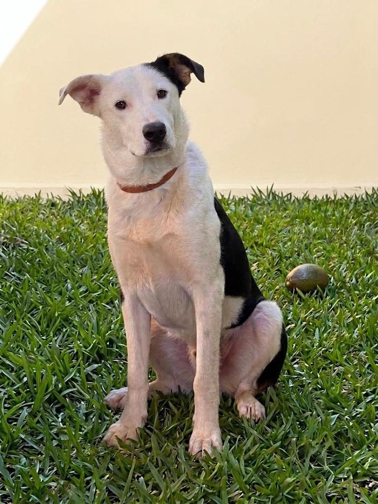 Urso, cachorro de porte grande para adoção em Catanduvas - SC