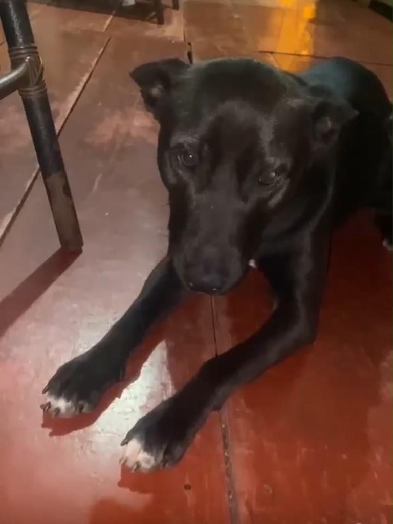 Mocinha, cadela de porte médio para adoção em Catanduvas - SC