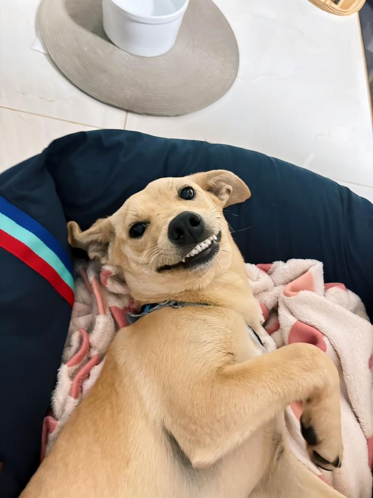 Caramelinho, cachorro de porte pequeno para adoção em Catanduvas - SC