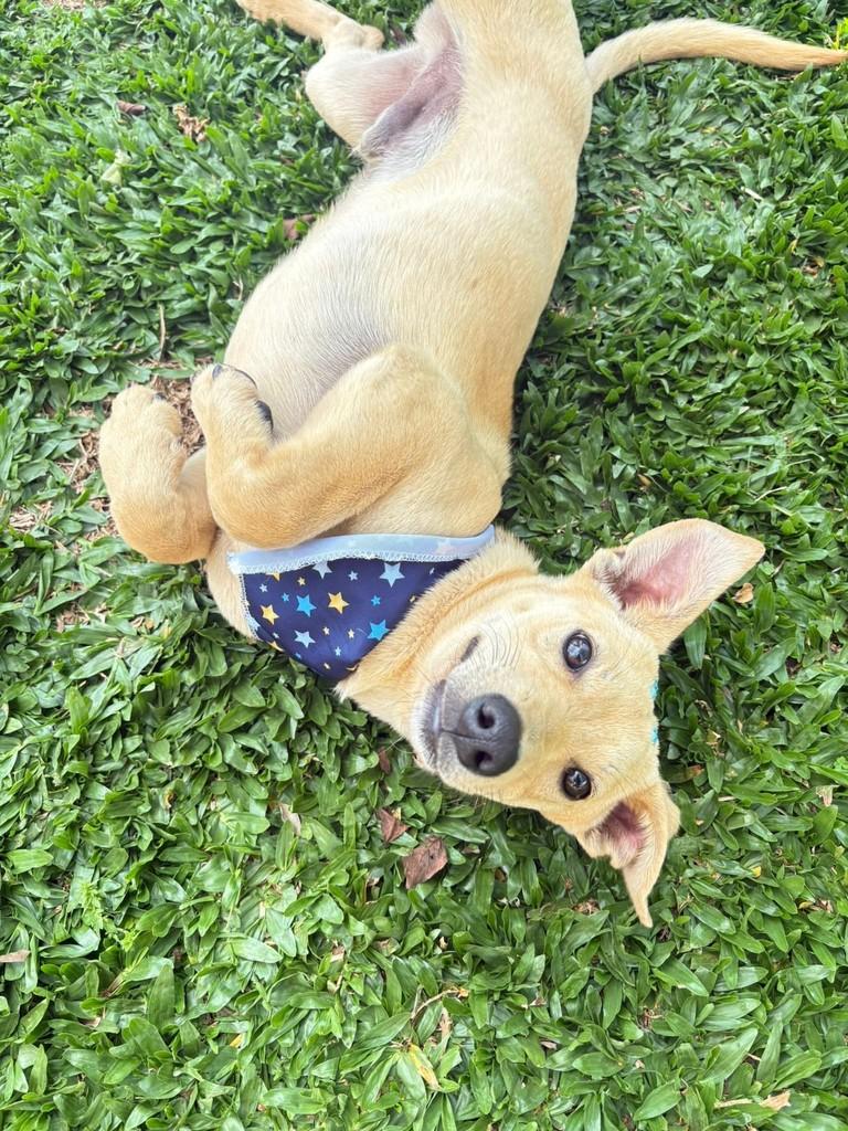 Caramelinho, cachorro de porte pequeno para adoção em Catanduvas - SC — foto 2 de 5