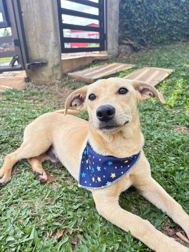 Caramelinho, cachorro de porte pequeno para adoção em Catanduvas - SC — foto 3 de 5