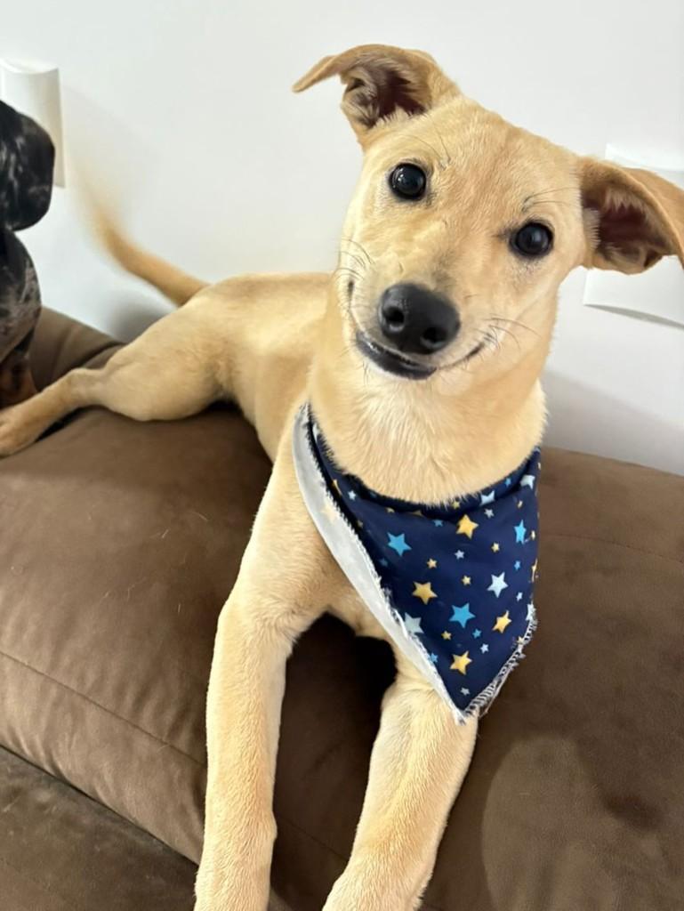 Caramelinho, cachorro de porte pequeno para adoção em Catanduvas - SC — foto 4 de 5