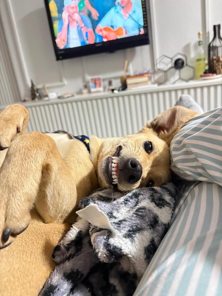 Caramelinho, cachorro de porte pequeno para adoção em Catanduvas - SC — foto 5 de 5
