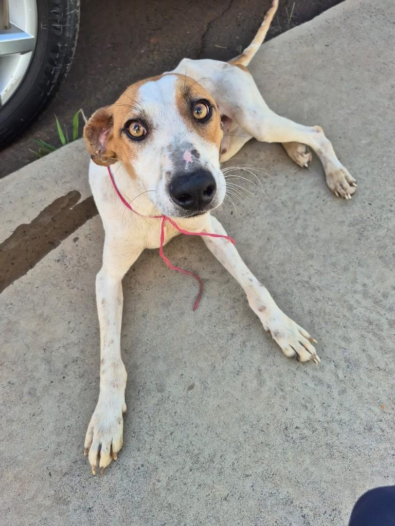 Assis, cachorro de porte pequeno para adoção em Catanduvas - SC — foto 2 de 5