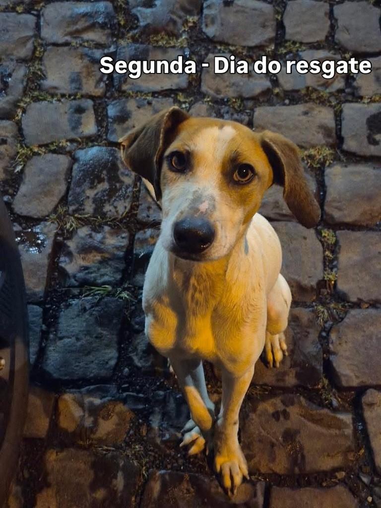 Assis, cachorro de porte pequeno para adoção em Catanduvas - SC — foto 3 de 5