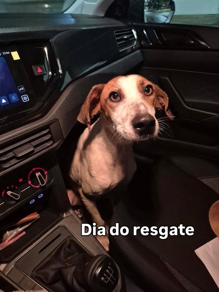 Assis, cachorro de porte pequeno para adoção em Catanduvas - SC — foto 4 de 5
