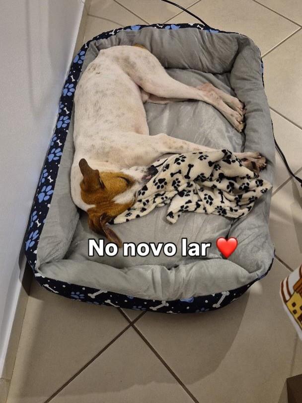 Assis, cachorro de porte pequeno para adoção em Catanduvas - SC — foto 5 de 5