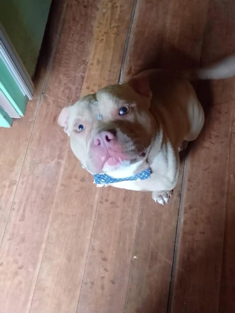 Thor, cachorro de porte médio para adoção em Catanduvas - SC