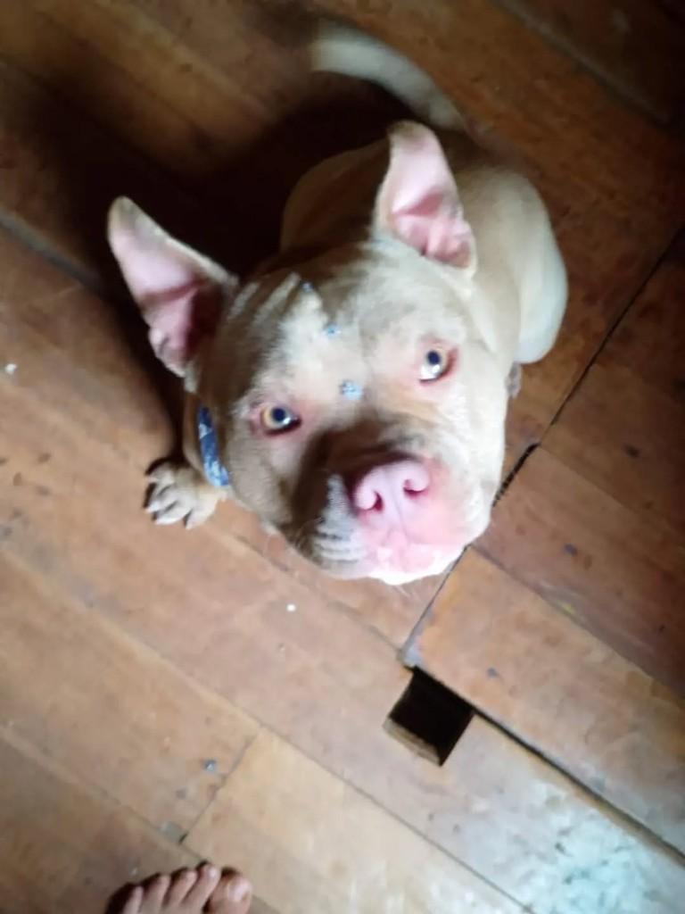 Thor, cachorro de porte médio para adoção em Catanduvas - SC — foto 2 de 3