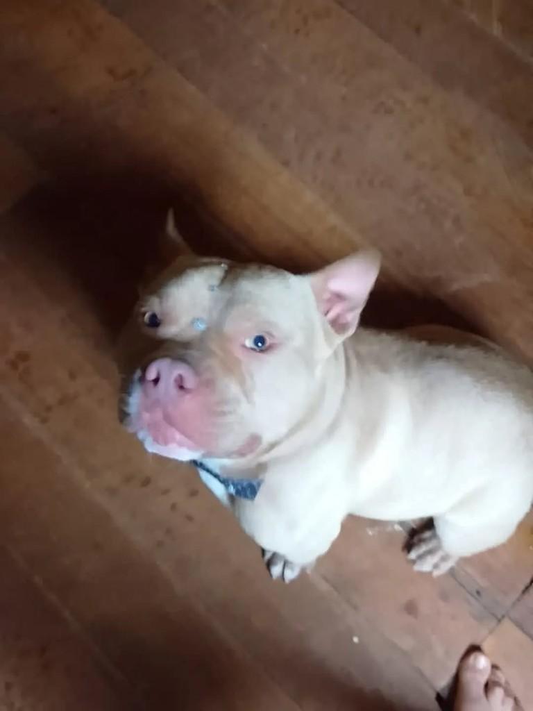 Thor, cachorro de porte médio para adoção em Catanduvas - SC — foto 3 de 3