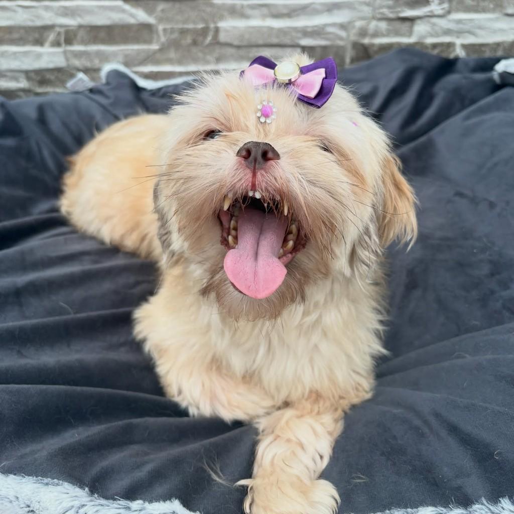 Melody, cadela de porte pequeno para adoção em Santo André - SP