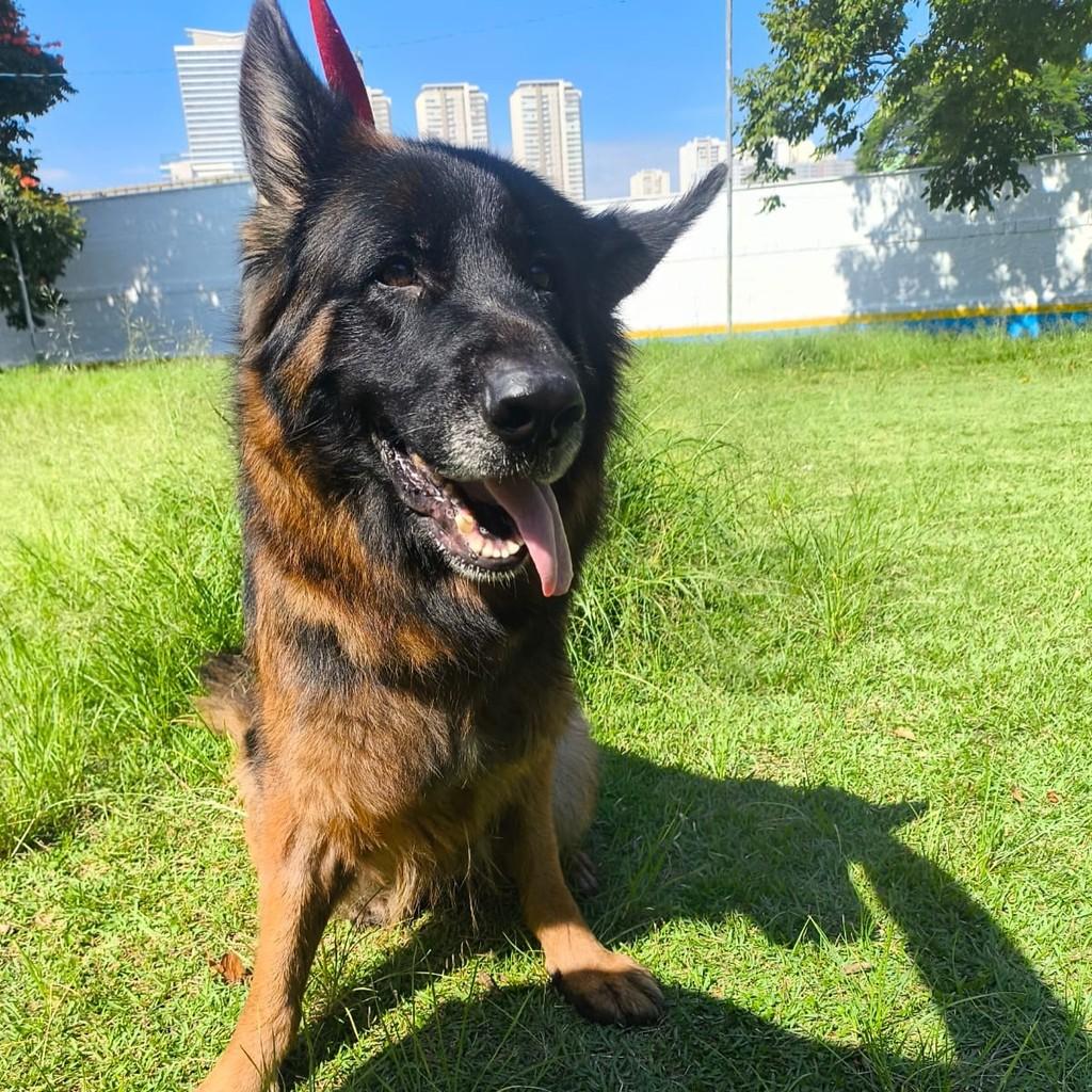 Mia, cadela de porte grande para adoção em Santo André - SP