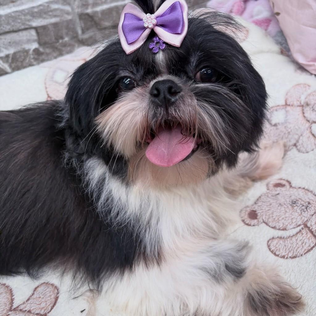 Sophie, cadela de porte pequeno para adoção em Santo André - SP