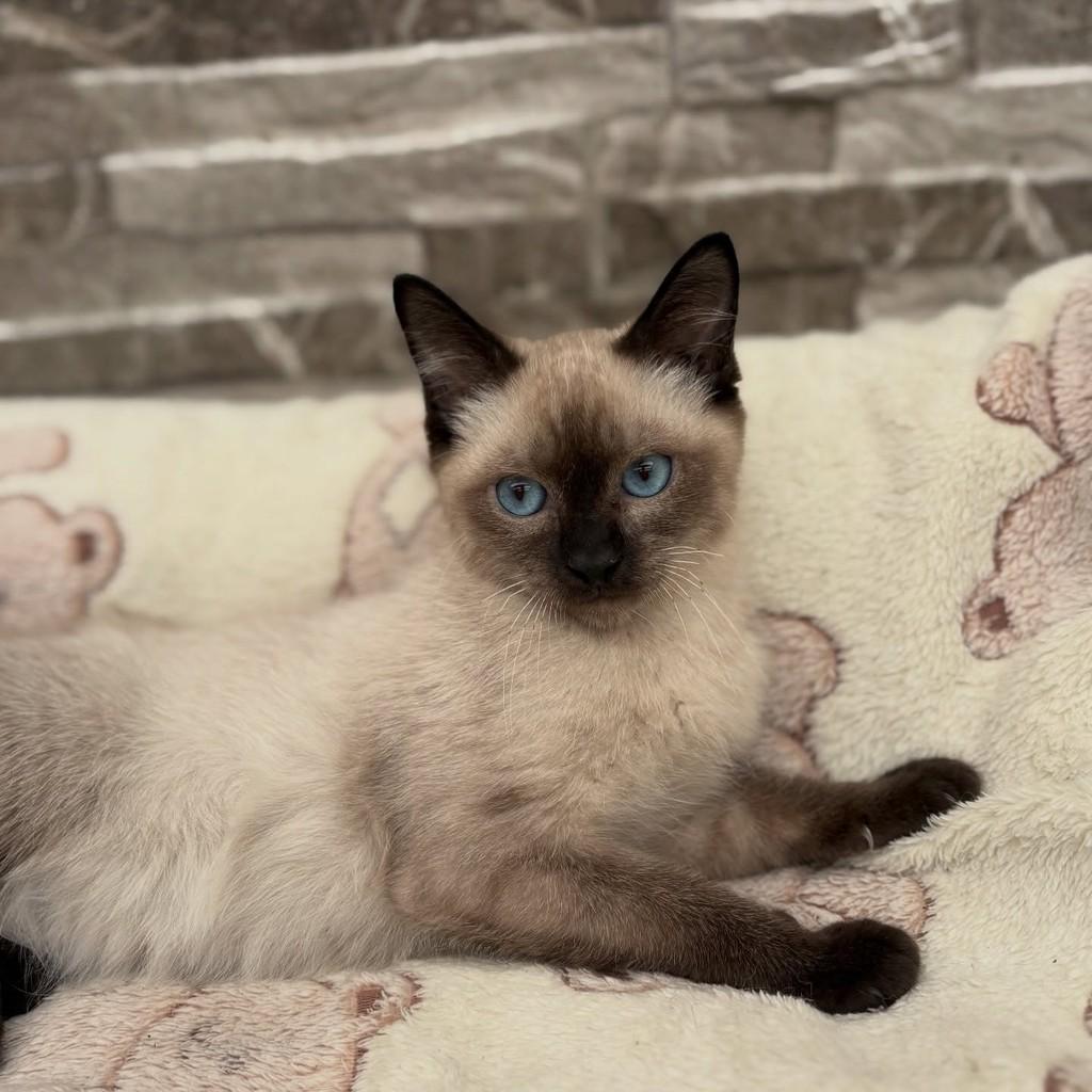 Mocha, gato de porte pequeno para adoção em Santo André - SP
