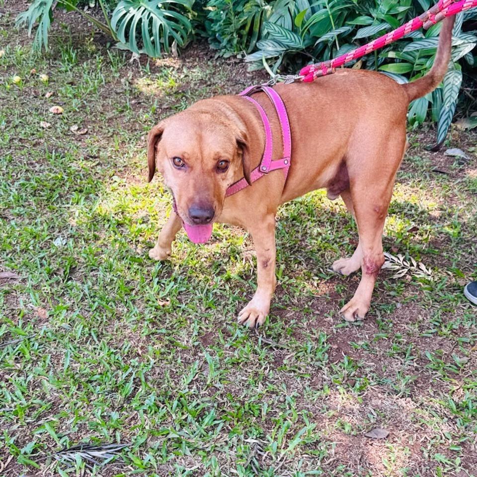 Matheus, cachorro de porte médio para adoção em Santo André - SP