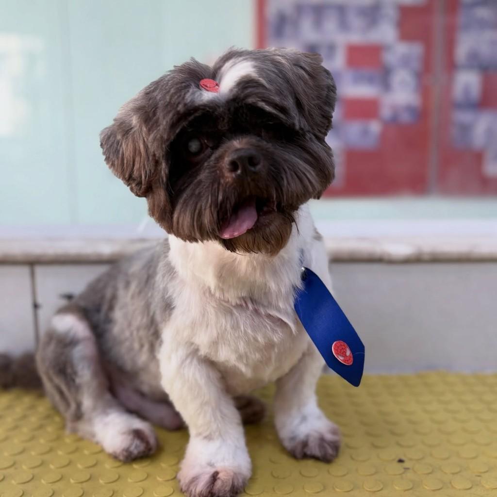 Chico, cachorro de porte pequeno para adoção em Santo André - SP