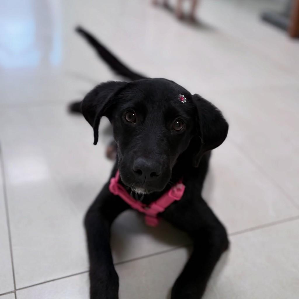 Tilly, cadela de porte médio para adoção em Santo André - SP