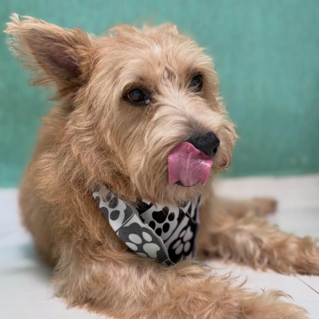 Munhoz, cachorro de porte médio para adoção em Santo André - SP