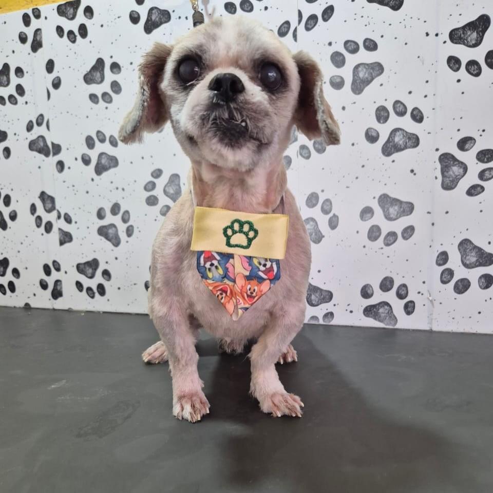 Beijinho, cachorro de porte pequeno para adoção em Santo André - SP