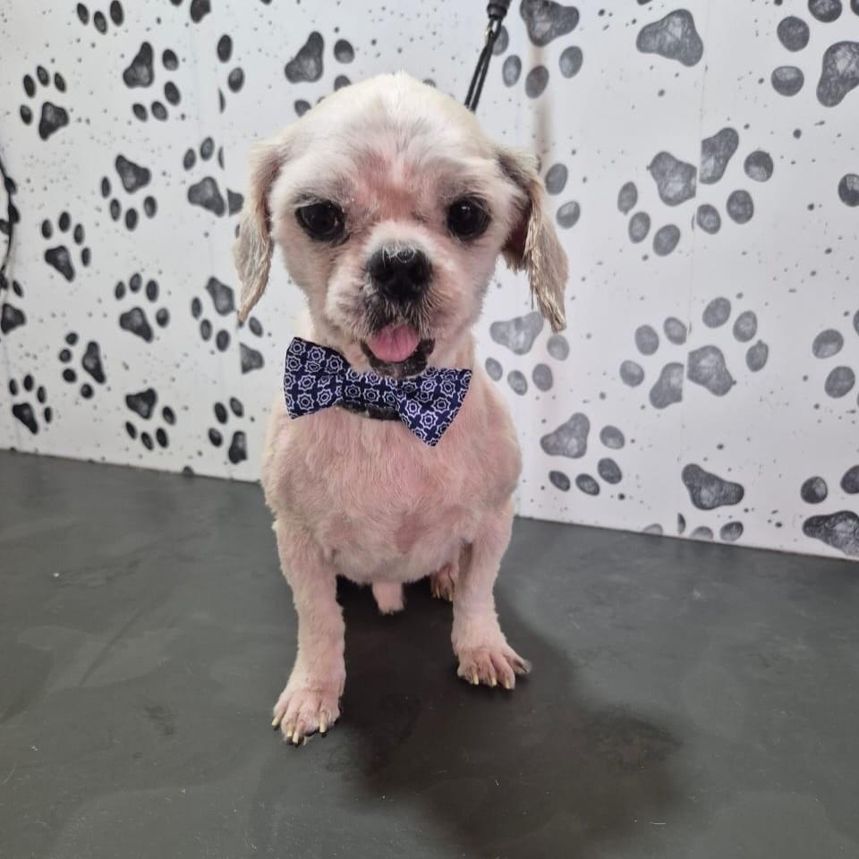 Banguela, cachorro de porte pequeno para adoção em Santo André - SP