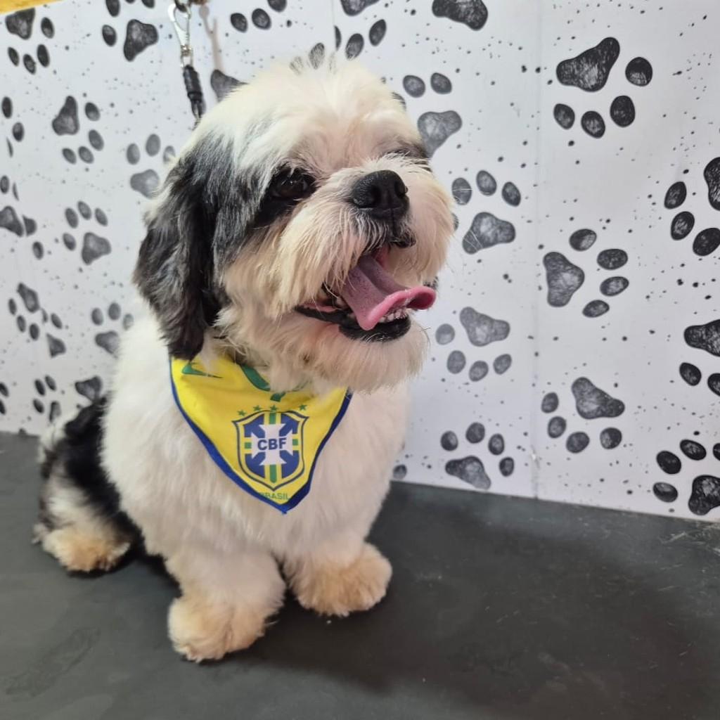 Oreo, cachorro de porte pequeno para adoção em São Paulo - SP